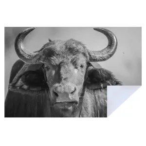 Microfibre Printed Tea Towel - Buffalo (2pk)