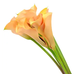 Peach Coral Calla Lily Flower
