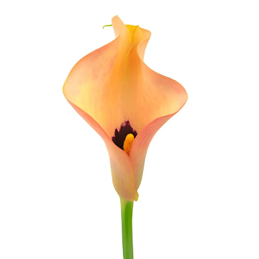 Peach Coral Calla Lily Flower