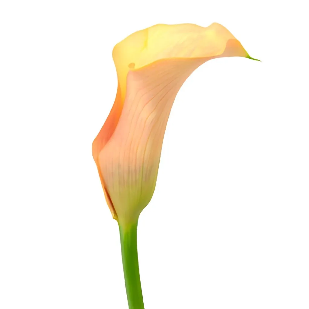 Peach Coral Calla Lily Flower
