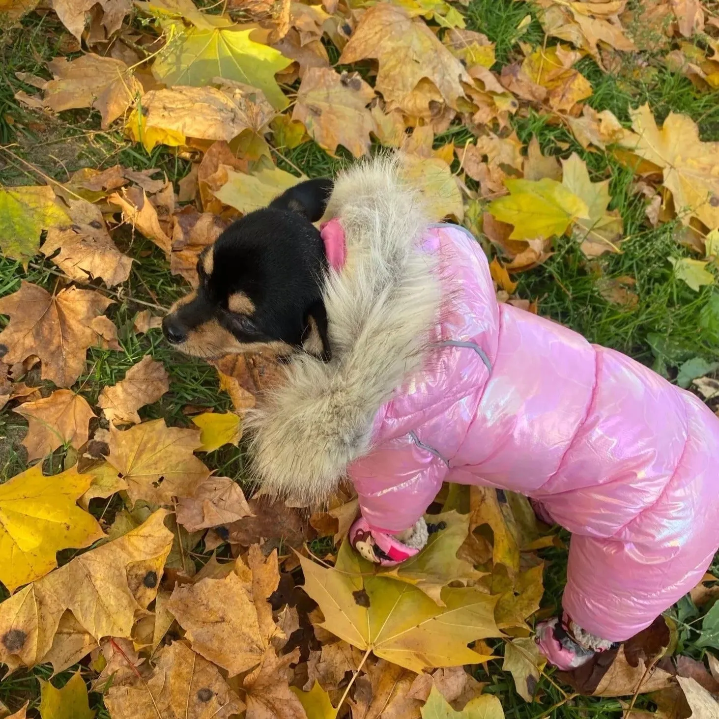 Shiny Thickened Warm Dog Jacket