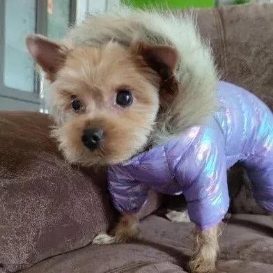 Shiny Thickened Warm Dog Jacket