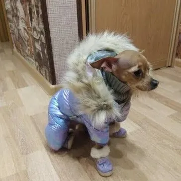 Shiny Thickened Warm Dog Jacket